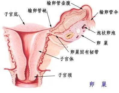 哪些行为会伤害女生的卵巢?怎样做可以改善卵巢功能?
