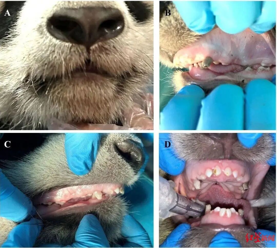 全球首例：成都熊猫基地联合华西口腔医院，用人类正畸技术为歪脸大熊猫“箍牙齿”
