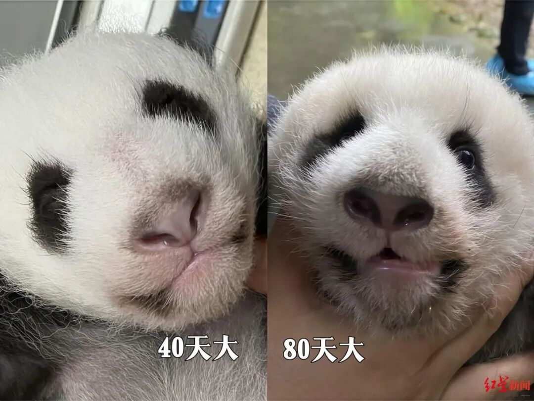 全球首例：成都熊猫基地联合华西口腔医院，用人类正畸技术为歪脸大熊猫“箍牙齿”