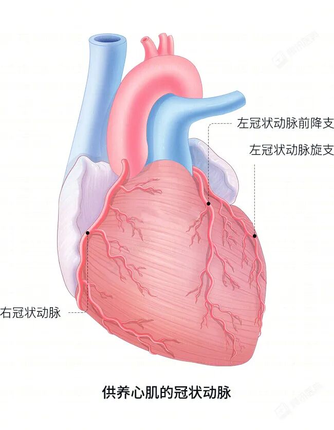 42岁壮汉,吵个架就没了?“真凶”在他血管里藏了十几年
