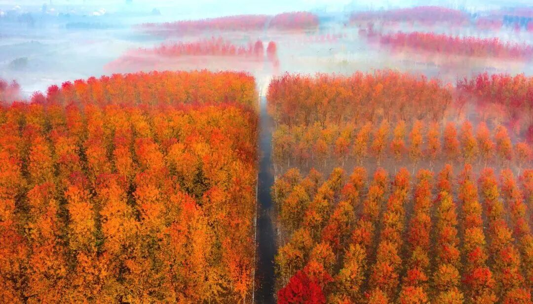 国庆假期，去山东看一场漫山红遍~