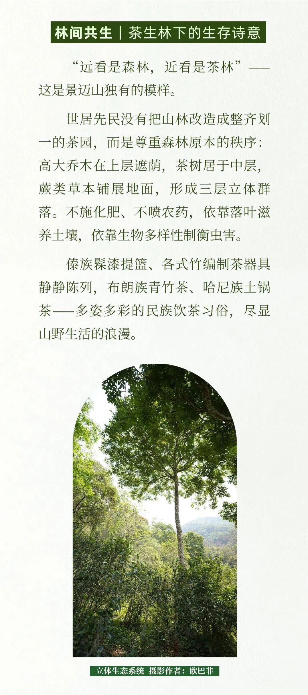 跨越山海的文明相逢！“景迈回响——人与山的千年契约”特展走进中国大运河博物馆