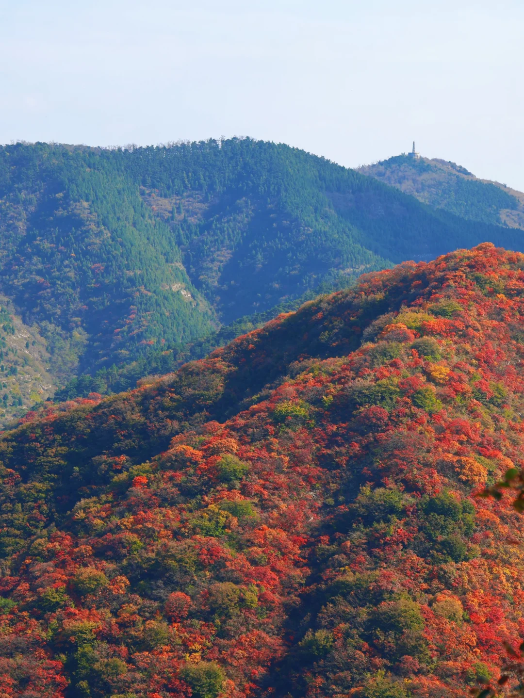国庆假期，去山东看一场漫山红遍~