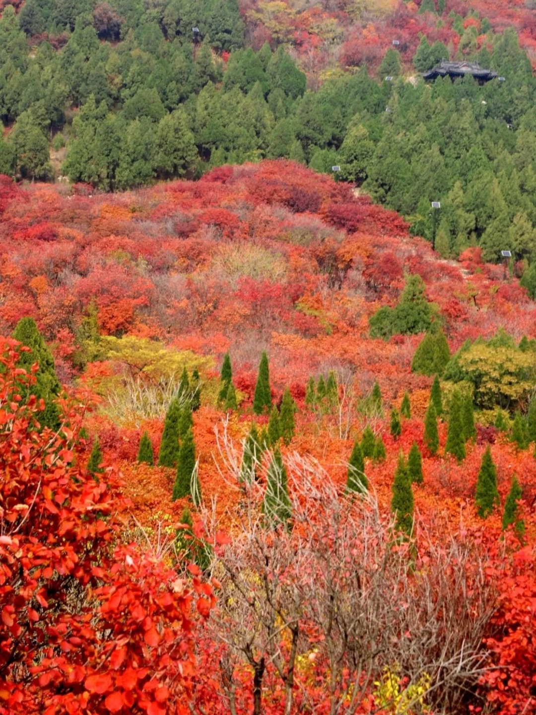 国庆假期，去山东看一场漫山红遍~
