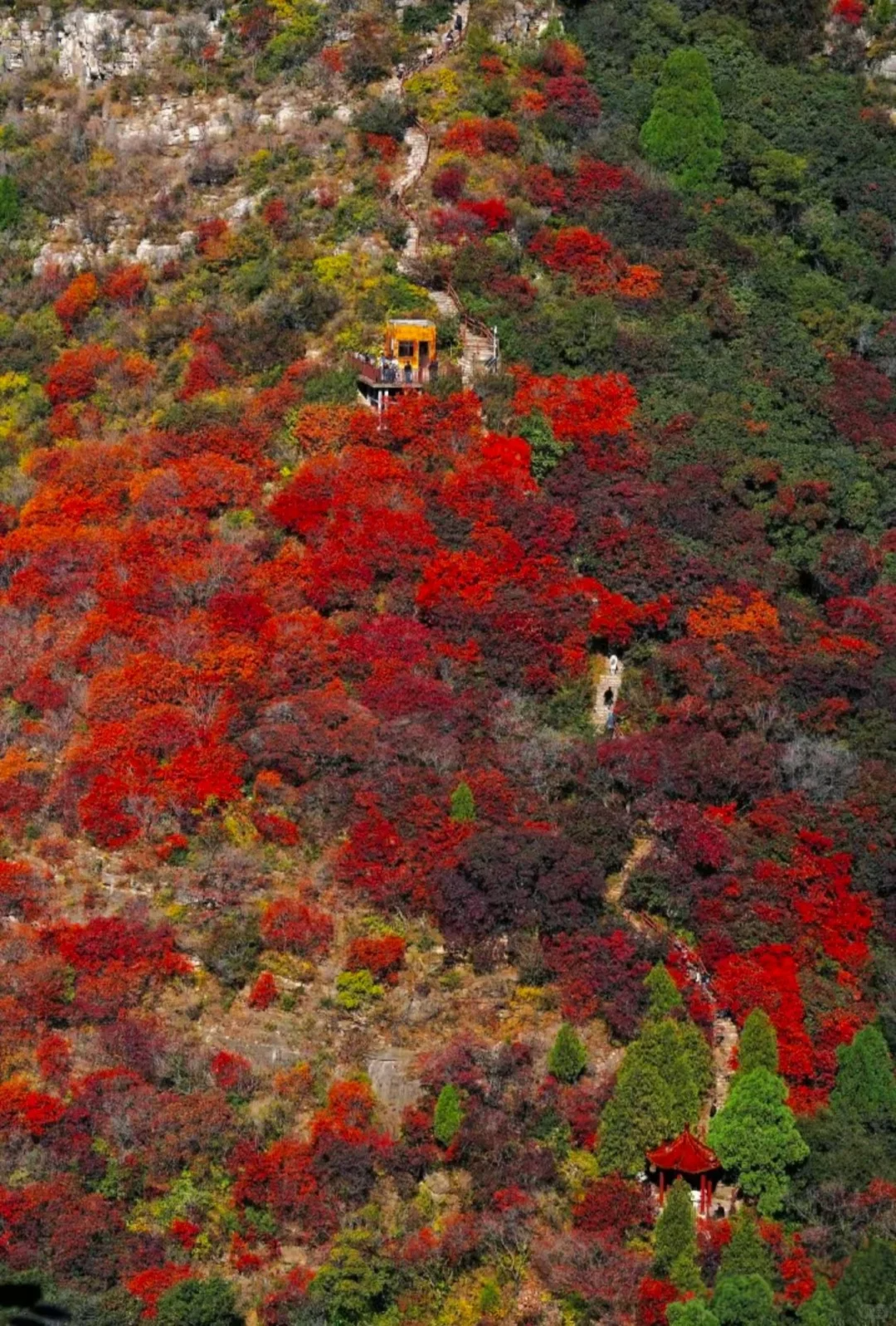 国庆假期，去山东看一场漫山红遍~