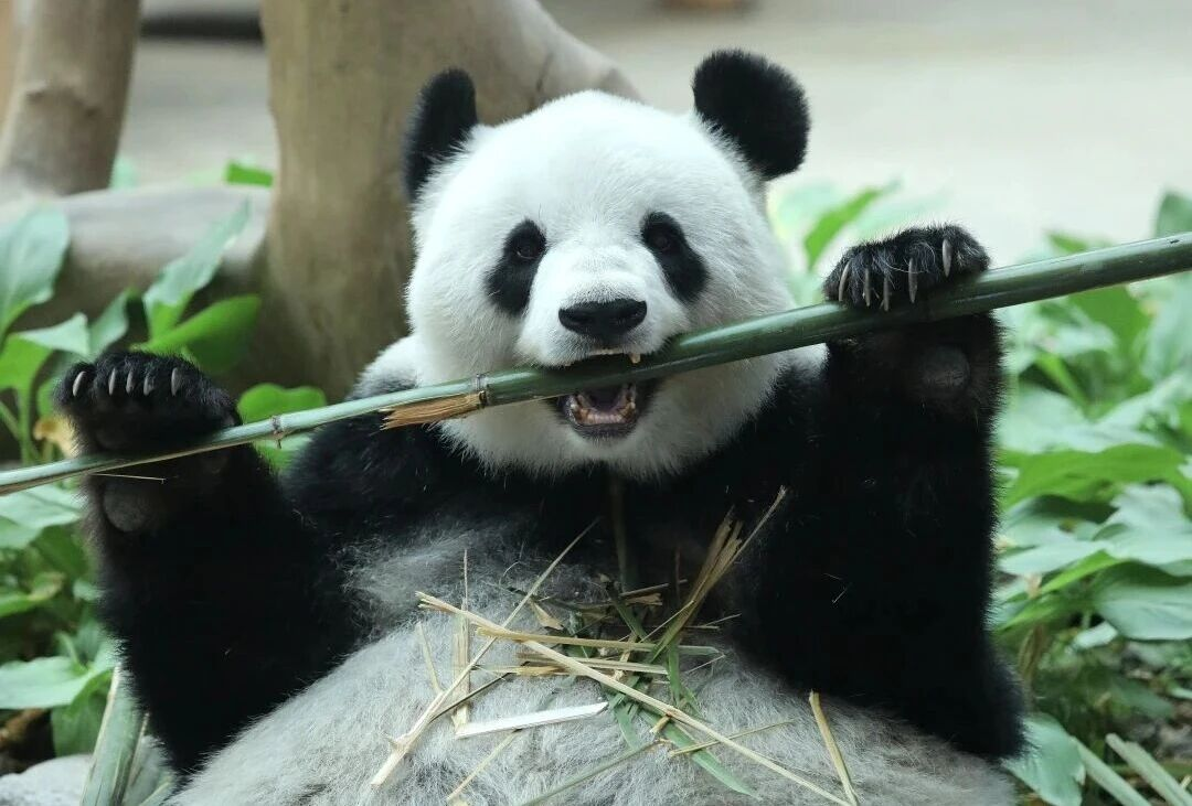 龙妹带你游龙江丨十一，来黑龙江和动物朋友撒欢