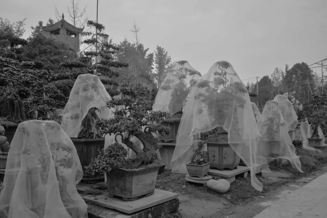 《人造景观》作品分享(二)