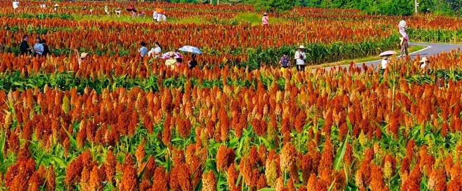 台风“蔷琵”或加强为超强台风，最新路径预报！厦门接下来天气……