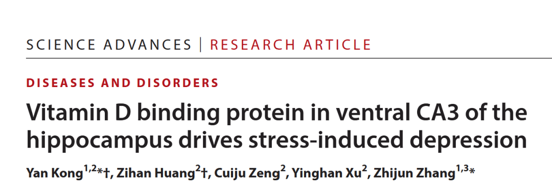 Sci Adv丨压力致郁,竟与维D搬运蛋白有关?东南大学张志珺/孔岩揭示vCA3 CaMKIIα神经元VDBP驱动应激性抑郁