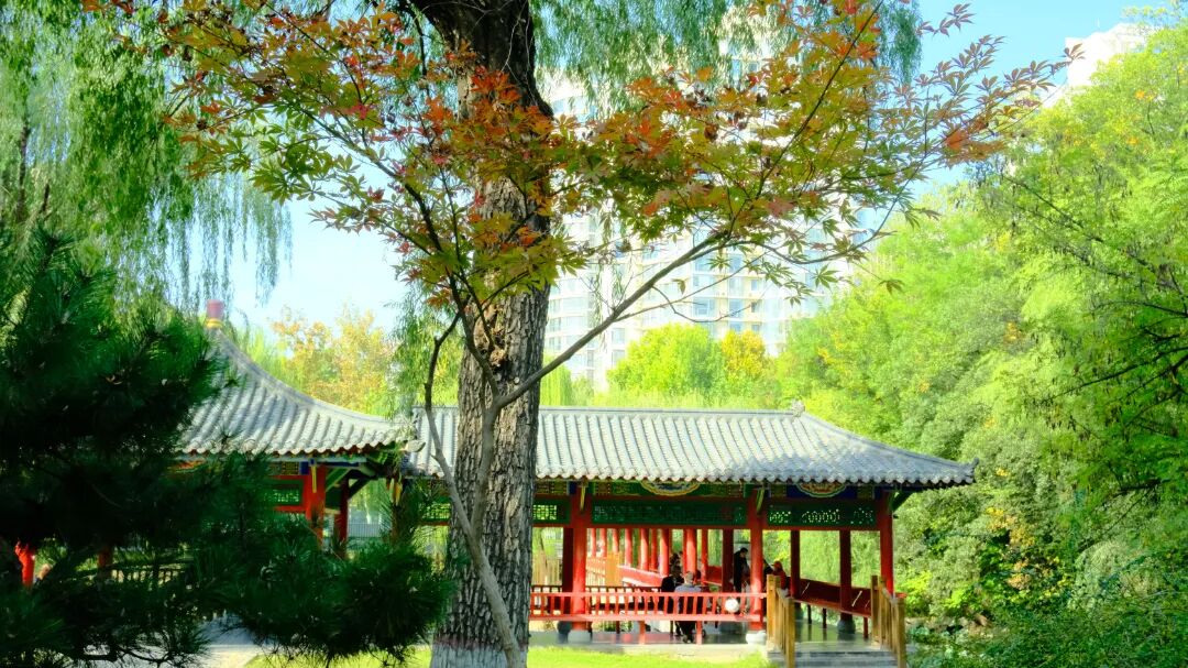 别错过！石家庄公园水系枫叶迎来观赏期