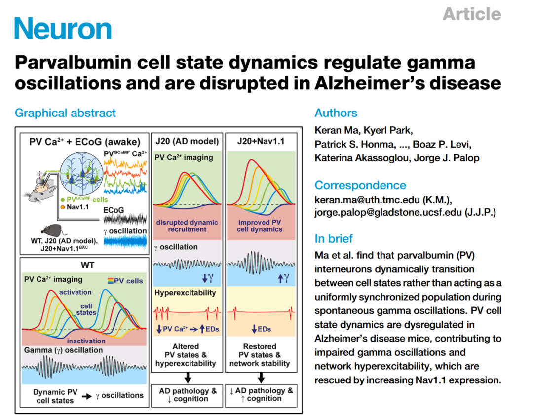Neuron丨老年痴呆为何出现大脑过度兴奋?UCSF揭示PV神经元状态动态调控γ振荡,该过程在AD中紊乱