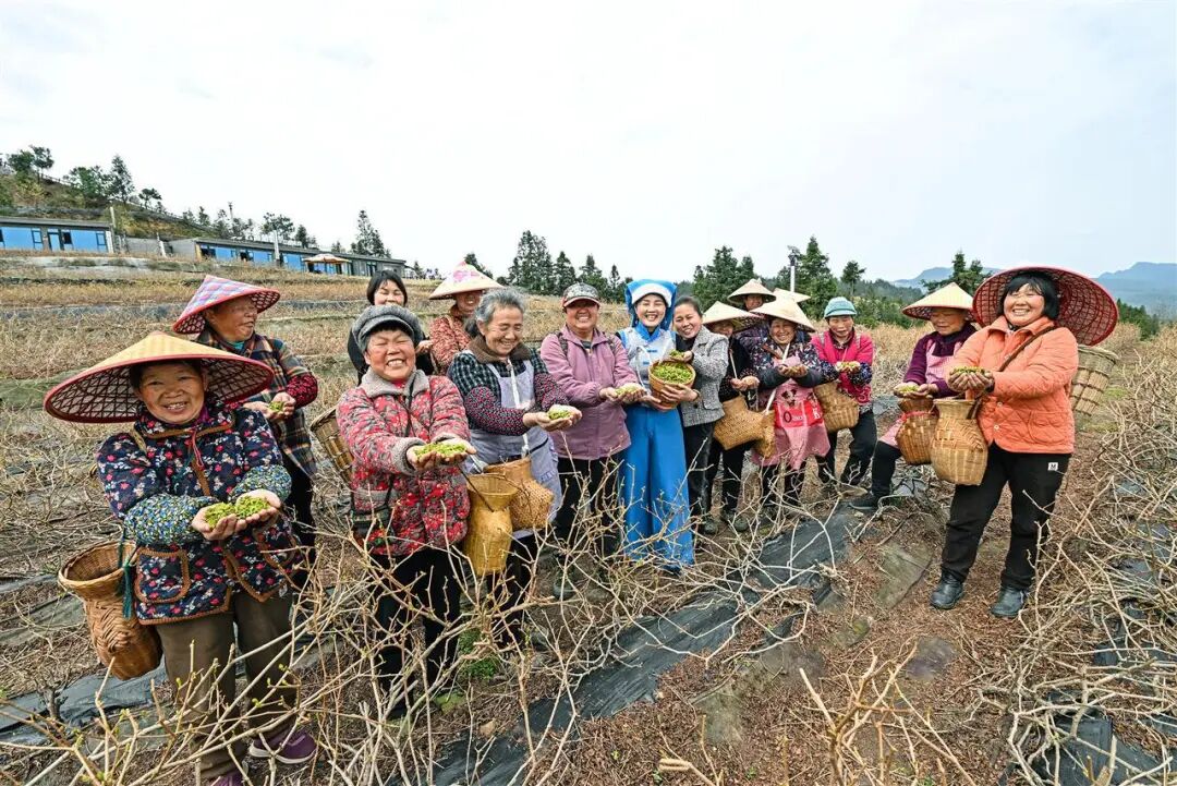 庭院经济 巾帼担当丨7000亩茶园，带动896户增收，“藤茶姐姐”杨艺琼把千年古茶卖向全世界