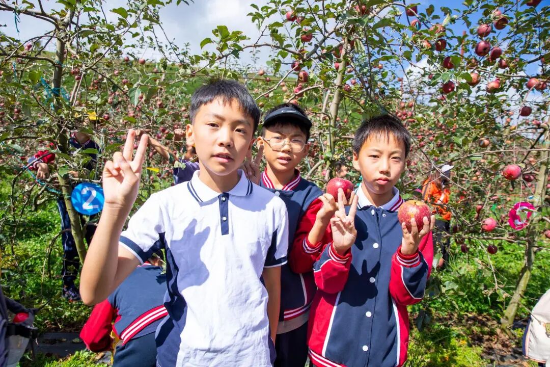 共享秋收的甜蜜！盘龙区金康园小学教育集团举行第六届“苹果节”