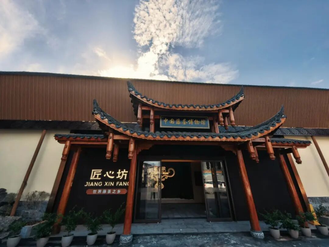 庭院经济 巾帼担当丨7000亩茶园，带动896户增收，“藤茶姐姐”杨艺琼把千年古茶卖向全世界