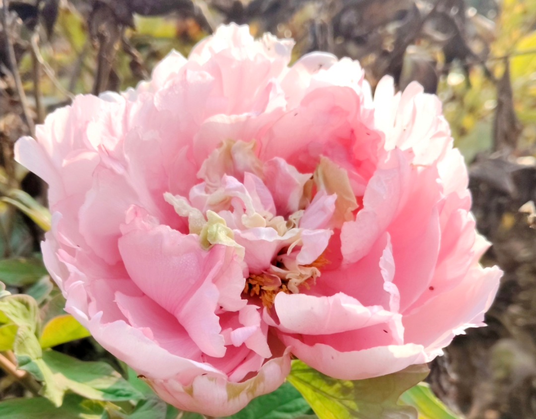 菏泽牡丹深秋时节二次开花
