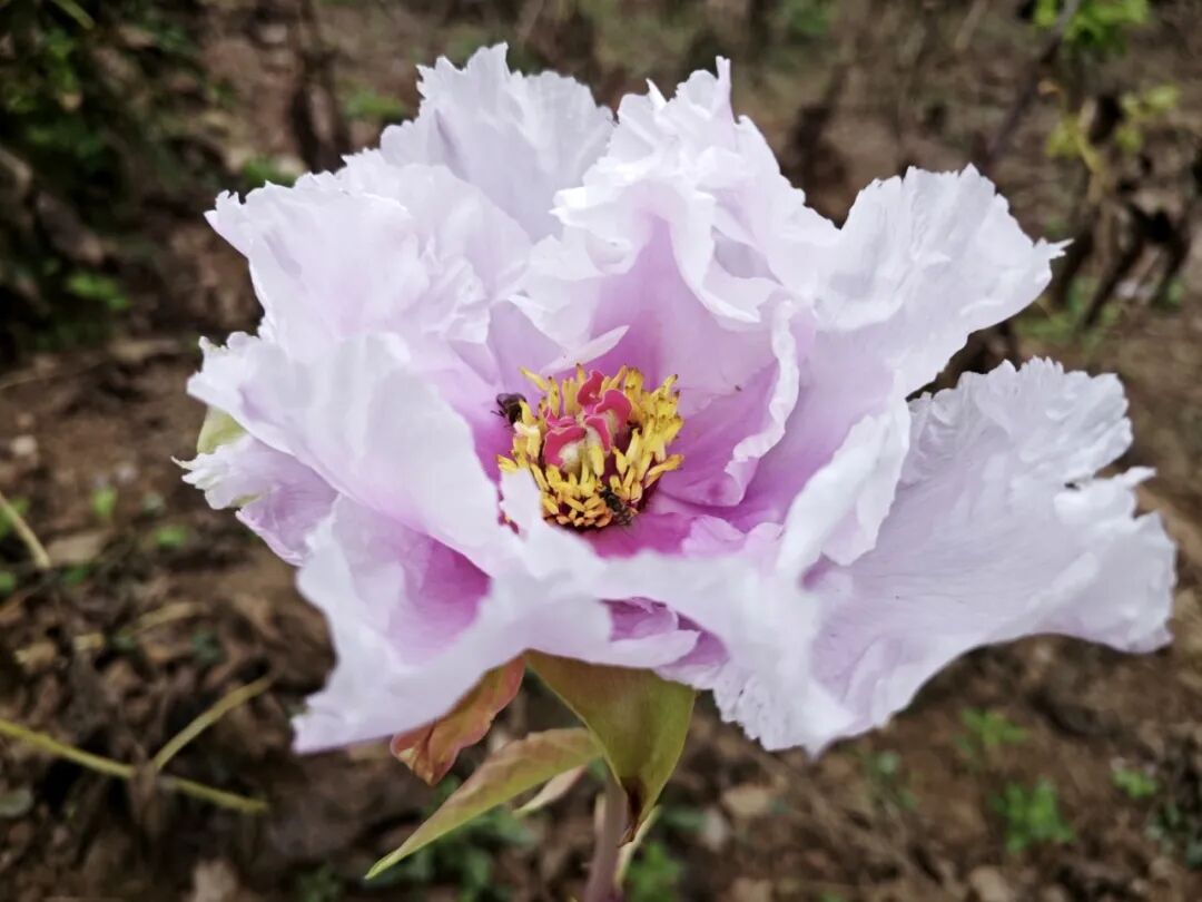 菏泽牡丹深秋时节二次开花
