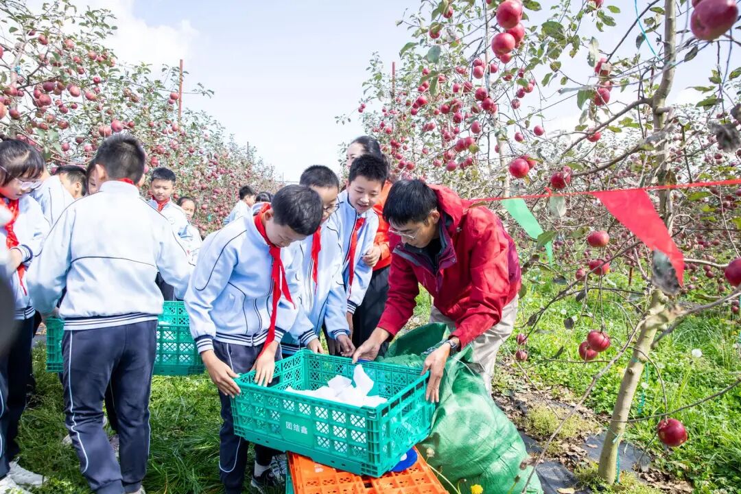 共享秋收的甜蜜！盘龙区金康园小学教育集团举行第六届“苹果节”