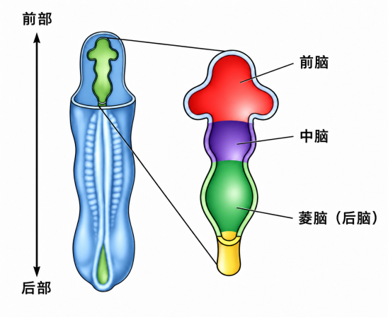 研究了这么多年，科学家突然发现：人类大脑可能是“拼装”出来的？！