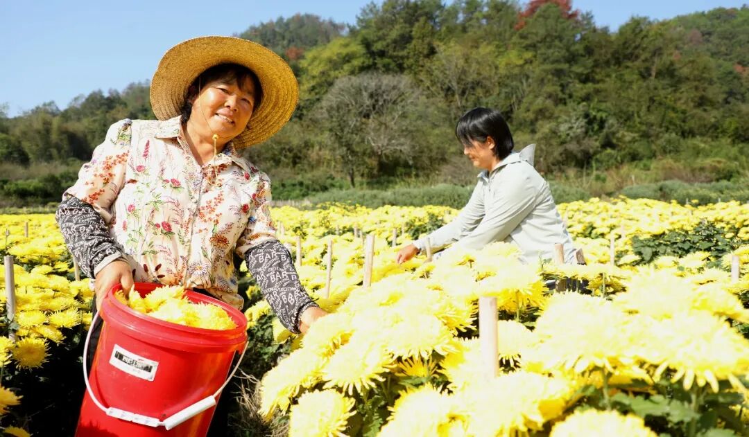 【黄山早班车】国家授权！屯溪区本地果树品种实现零的突破