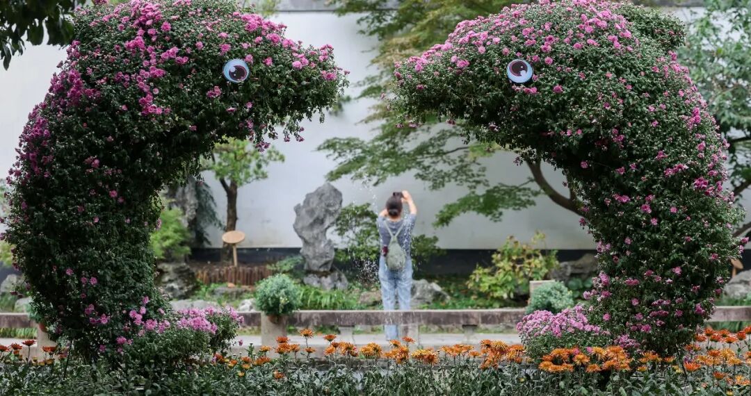 金秋赏菊正当时！来醉白池邂逅秋日浪漫