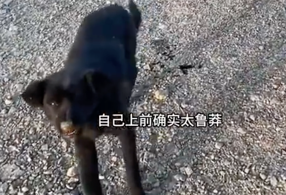 女子被流浪狗咬伤后，几分钟狗死亡！当事人：当时已发现小狗状态不对劲，自己贸然上前确实太鲁莽，已第一时间打了疫苗和血清蛋白