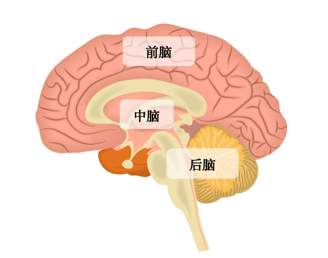 研究了这么多年，科学家突然发现：人类大脑可能是“拼装”出来的？！
