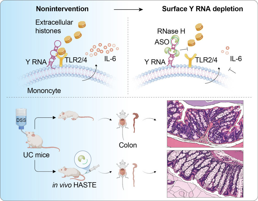 Nature Cell Biology:复旦大学胡璐璐团队等发现单核细胞表面的Y RNA放大先天免疫