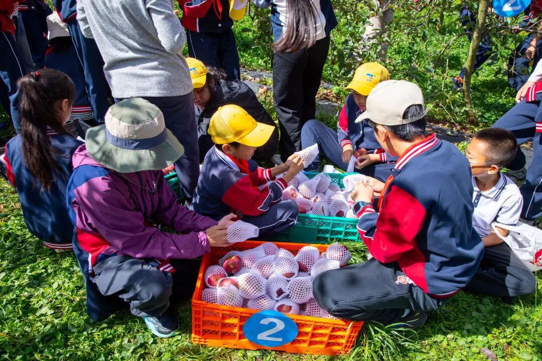 共享秋收的甜蜜！盘龙区金康园小学教育集团举行第六届“苹果节”