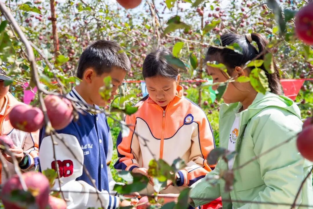 共享秋收的甜蜜！盘龙区金康园小学教育集团举行第六届“苹果节”