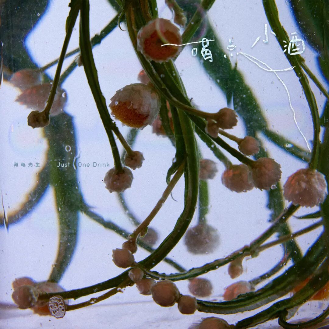 出海,跟着海龟先生寻找宝藏