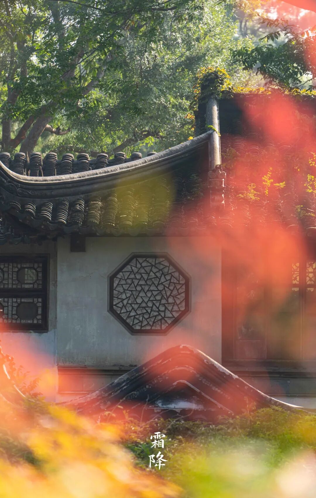 今日霜降|霜落姑苏,秋尽江南