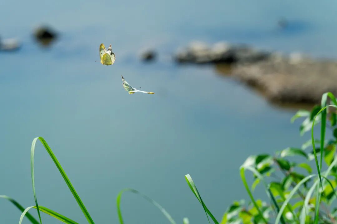 山水间到繁花里,时光在音乐里倒转