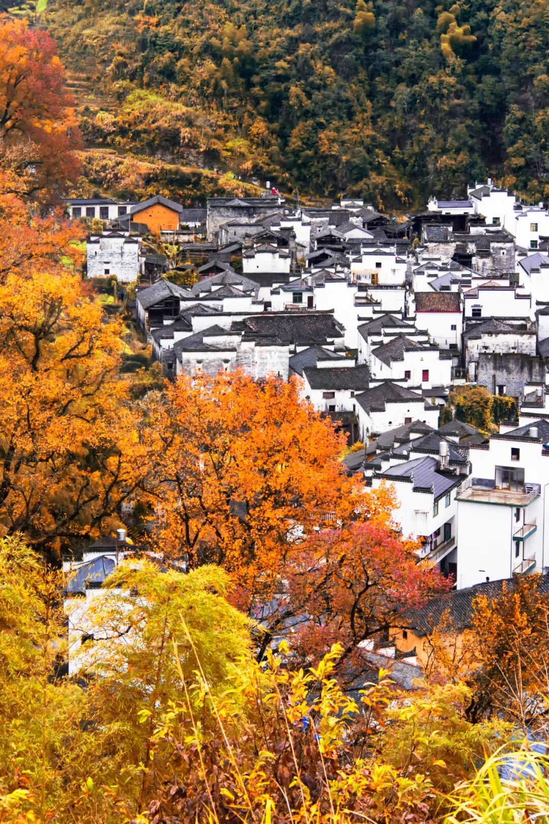 快收好！11月赏秋最值得去的地方，随便挑一个就出发，绝对不白去
