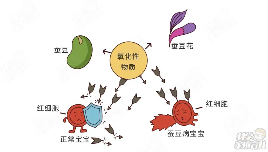 发病快、易重症！这个儿科病“重男轻女”！一粒蚕豆就让娃进ICU
