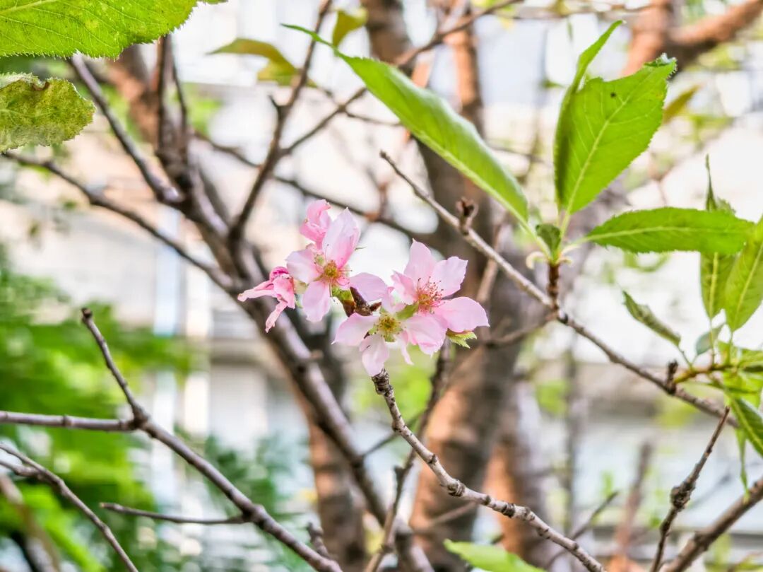 “不愧是花城！广州的花海根本拍不完”