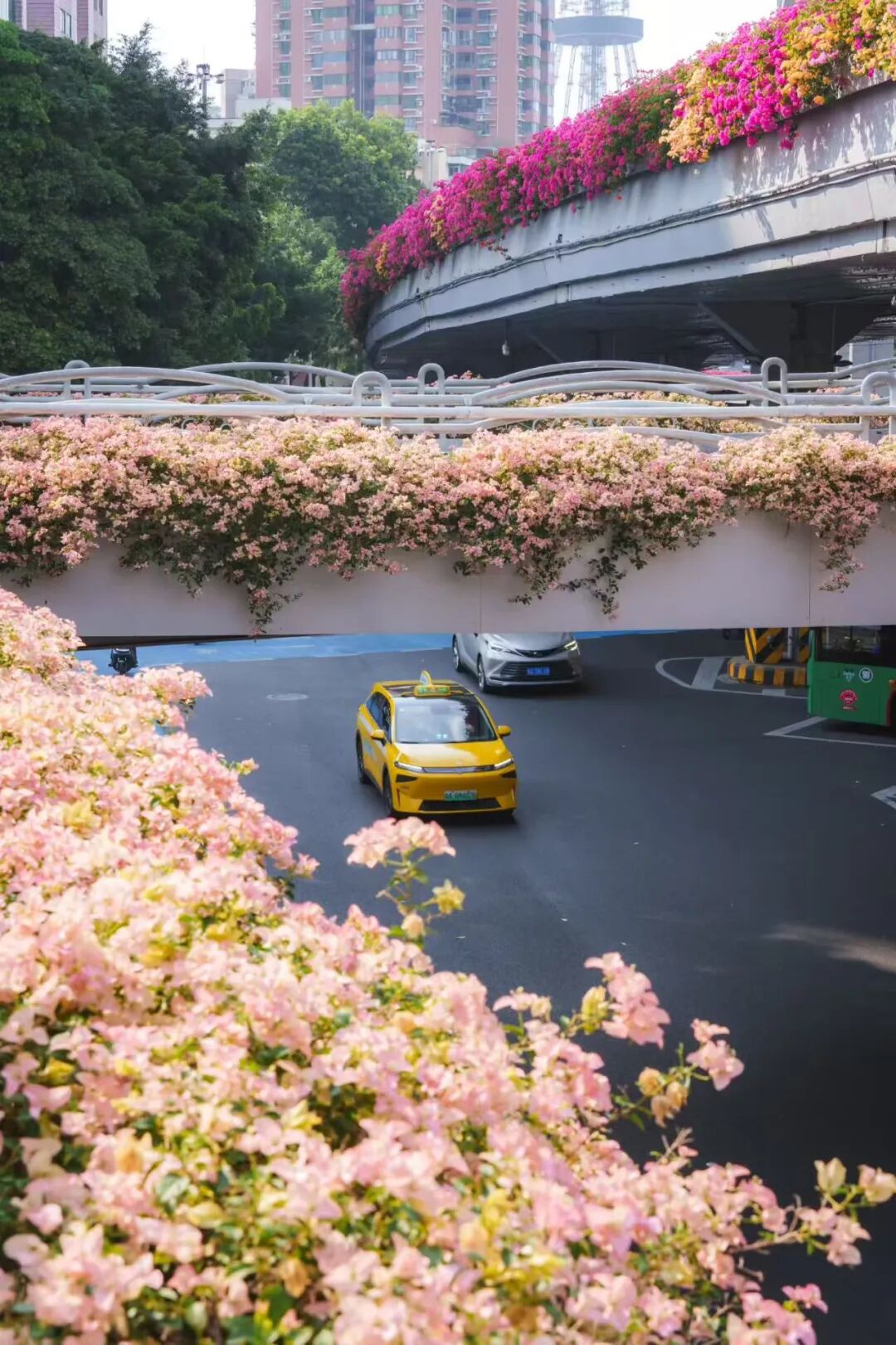 “不愧是花城！广州的花海根本拍不完”