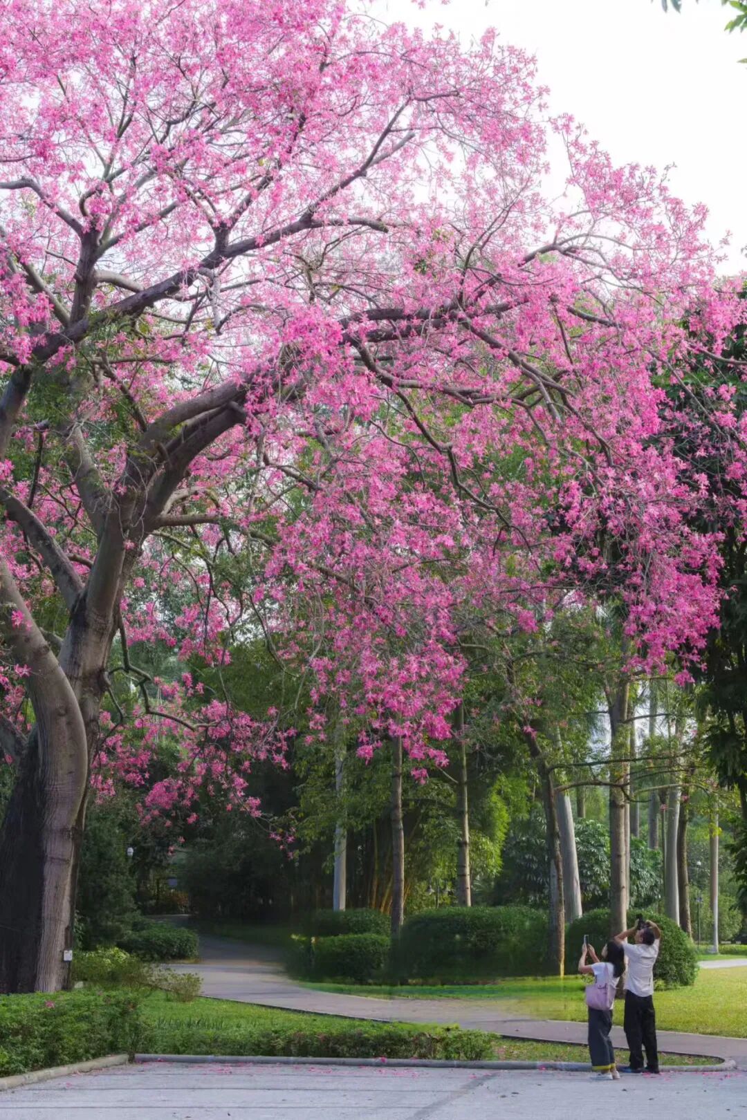 “不愧是花城！广州的花海根本拍不完”