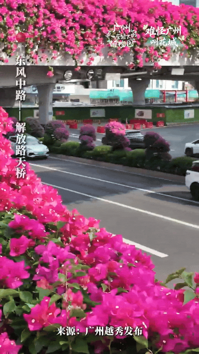 “不愧是花城！广州的花海根本拍不完”