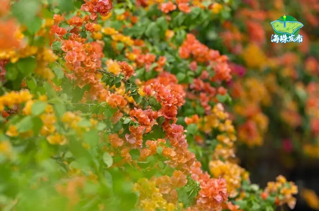 “不愧是花城！广州的花海根本拍不完”