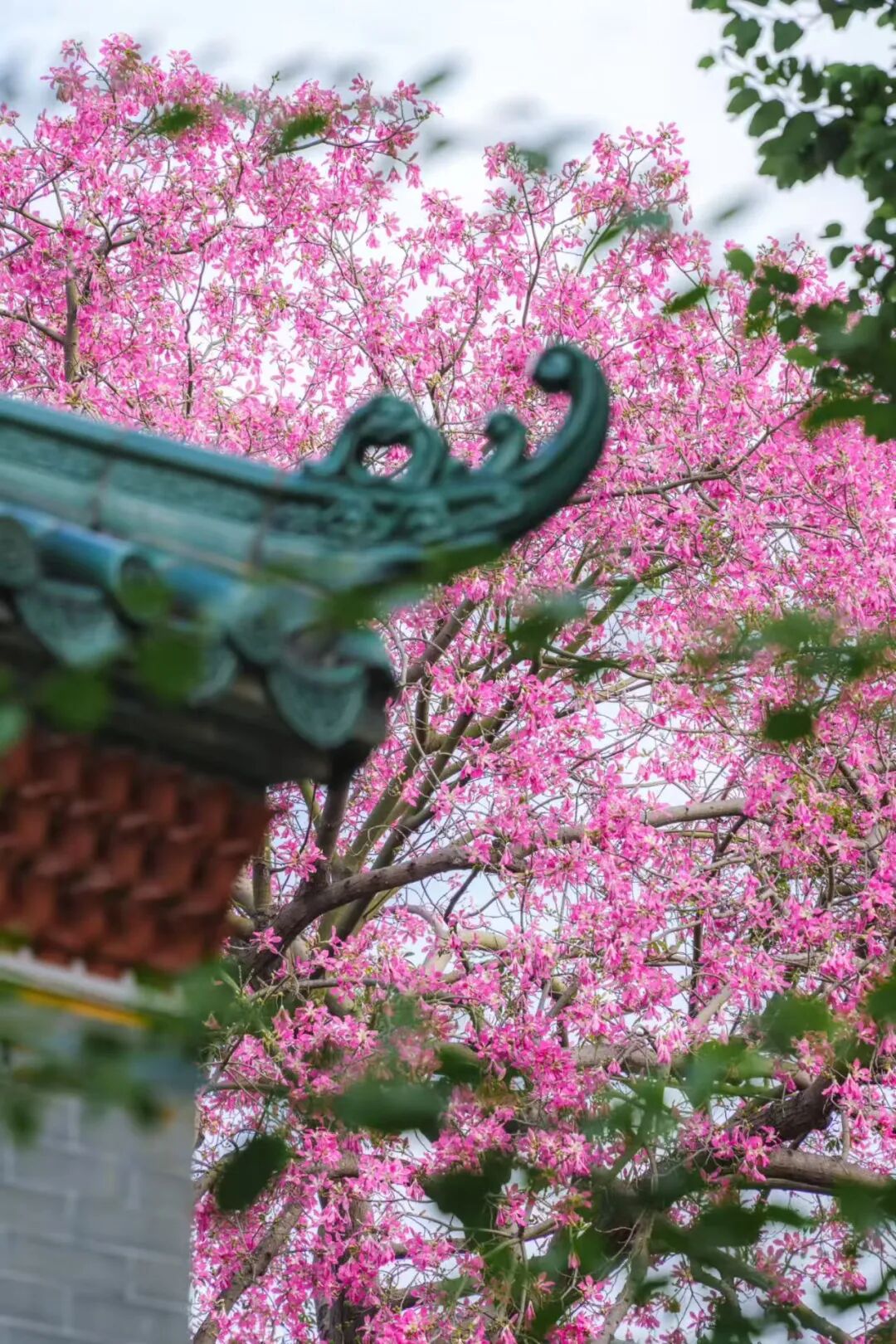 “不愧是花城！广州的花海根本拍不完”