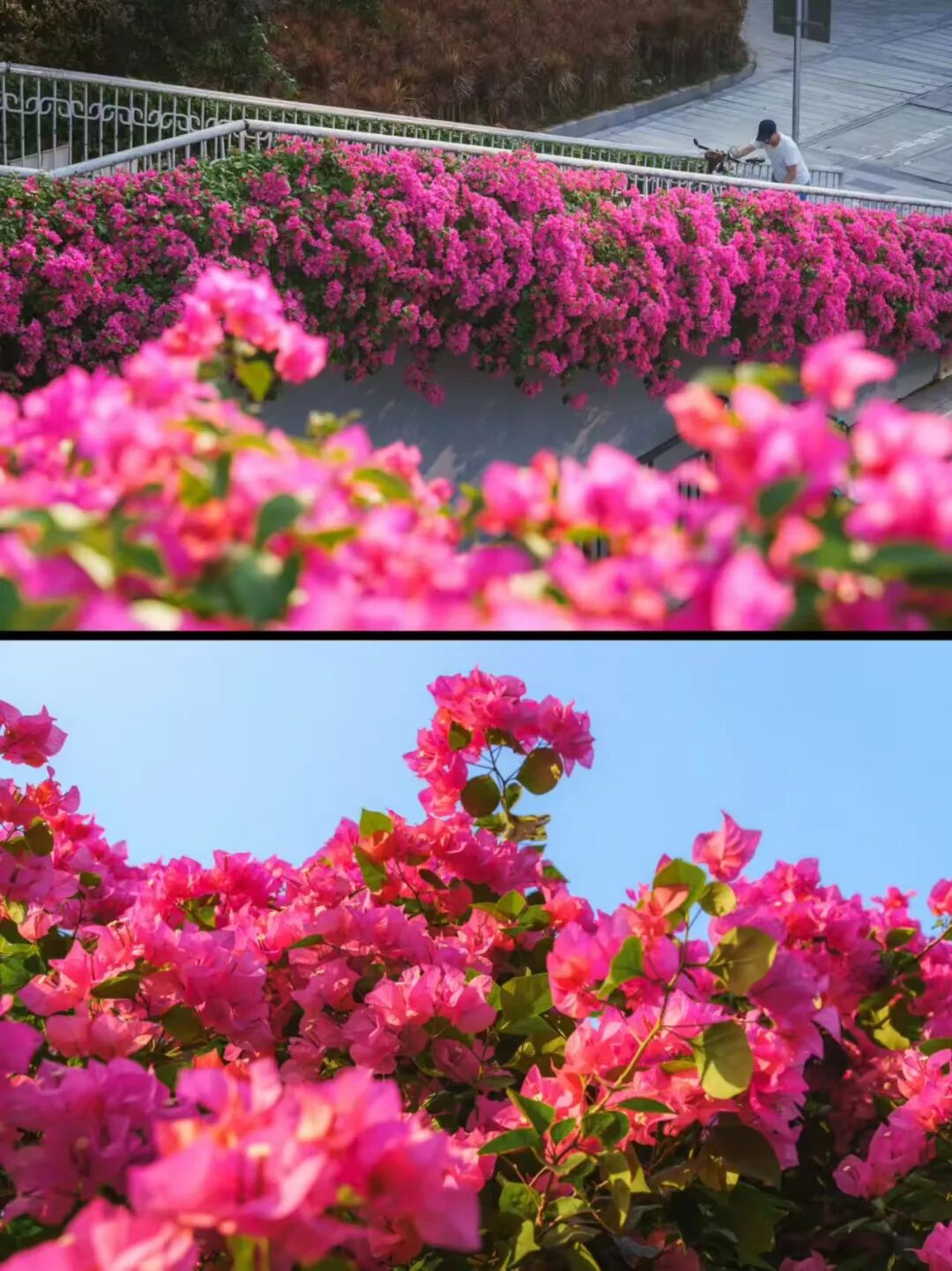 “不愧是花城！广州的花海根本拍不完”