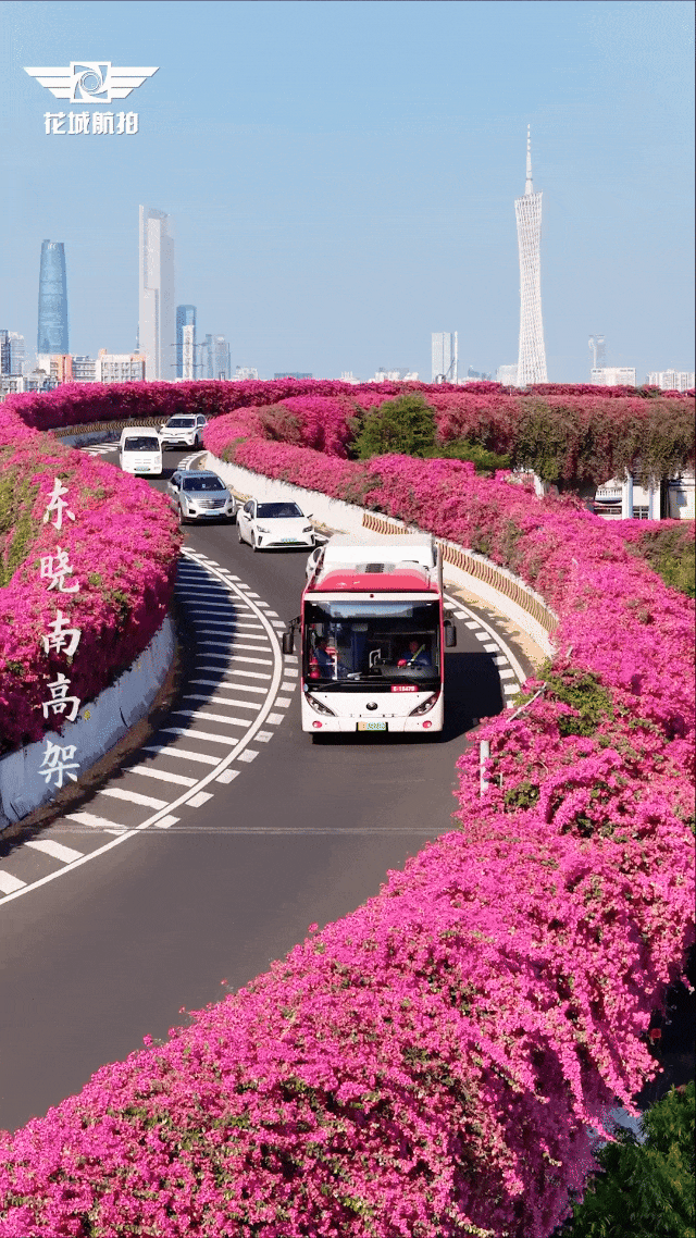 “不愧是花城！广州的花海根本拍不完”