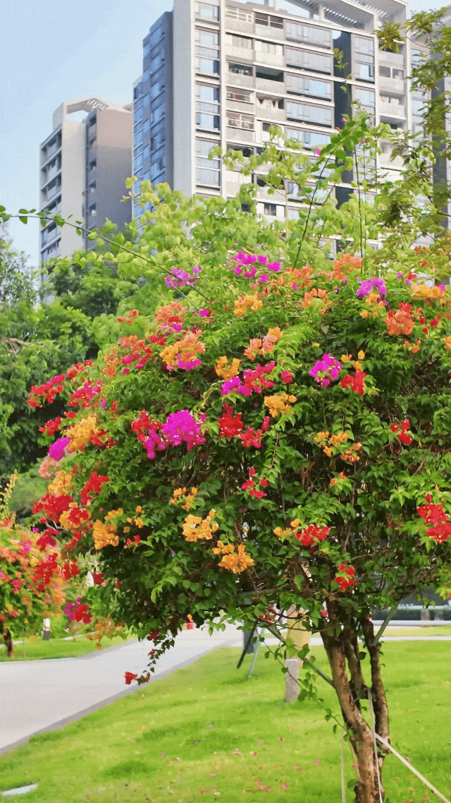 “不愧是花城！广州的花海根本拍不完”
