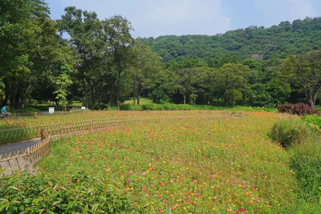 “不愧是花城！广州的花海根本拍不完”