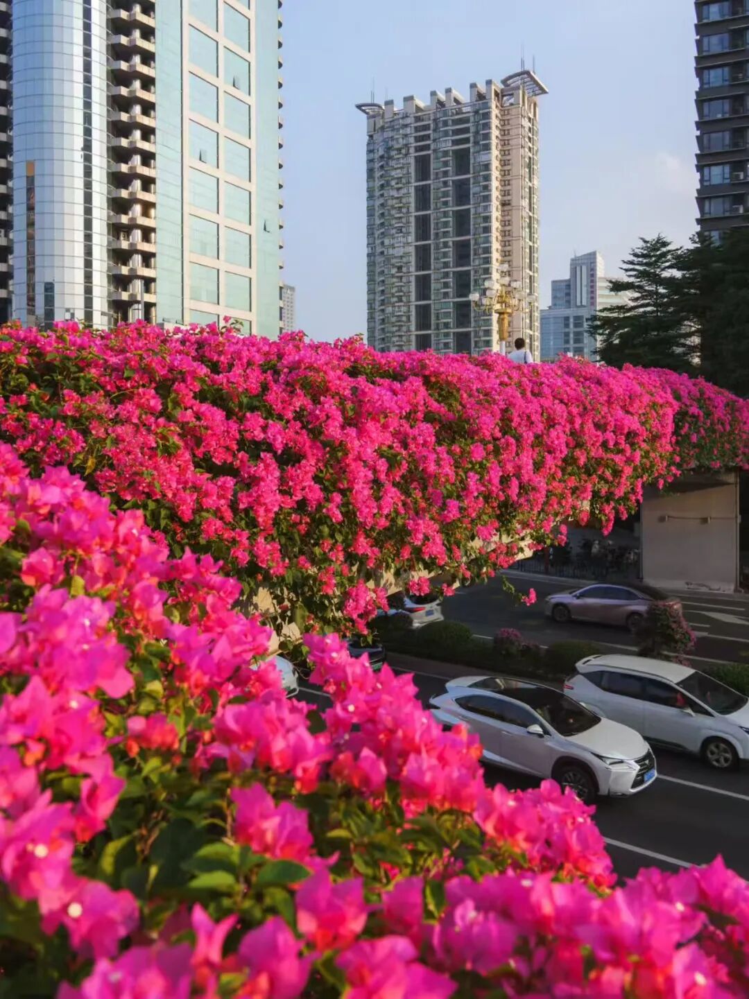 “不愧是花城！广州的花海根本拍不完”