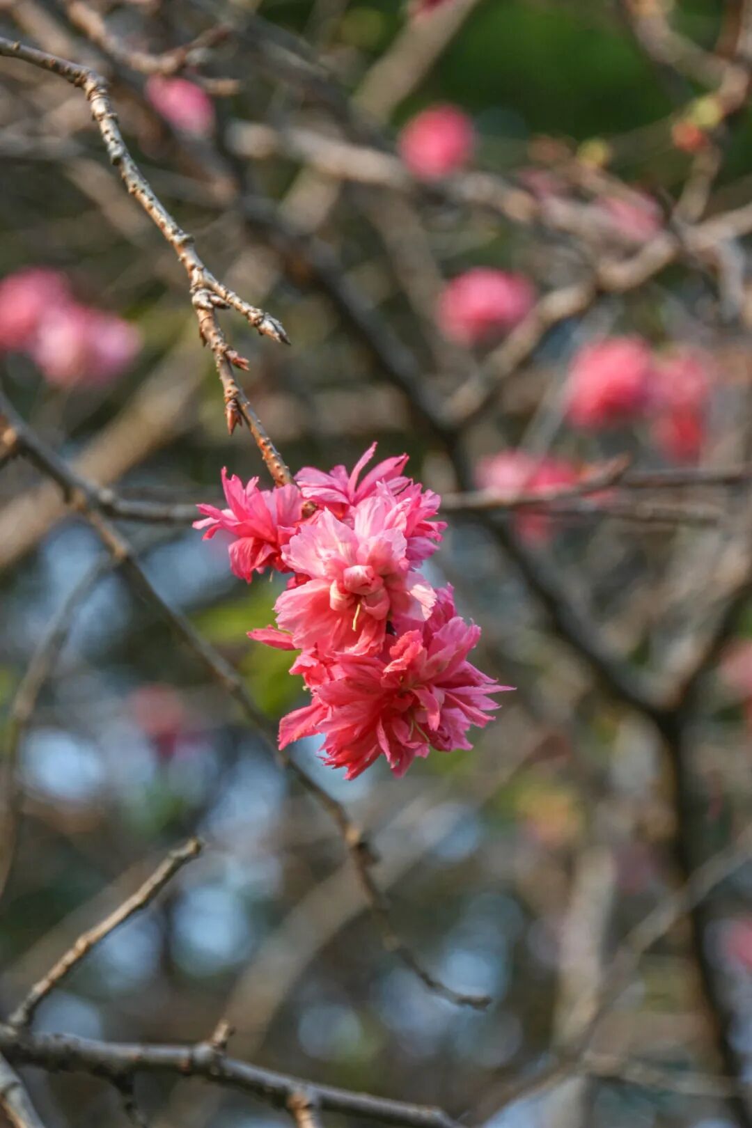 “不愧是花城！广州的花海根本拍不完”