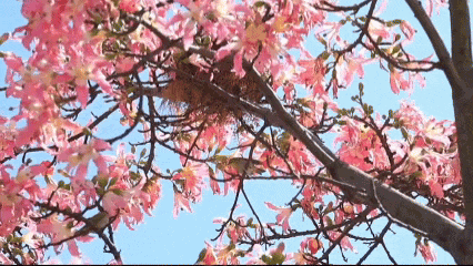 “不愧是花城！广州的花海根本拍不完”