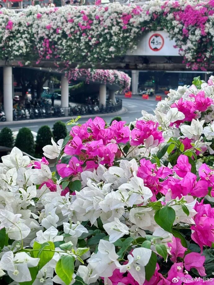 “不愧是花城！广州的花海根本拍不完”