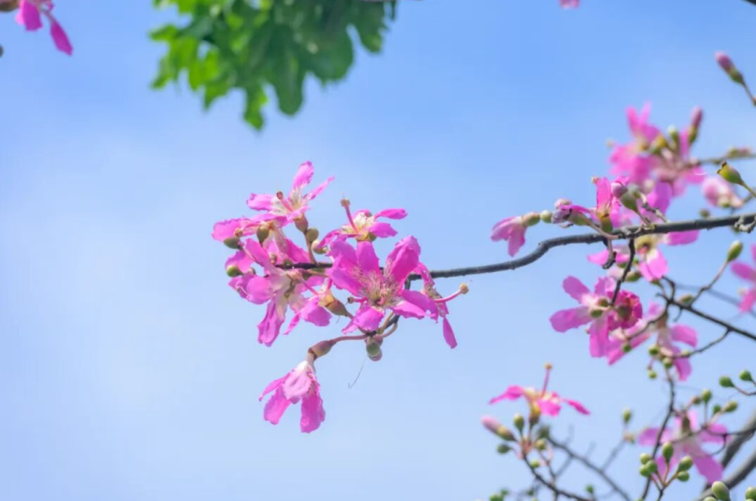 “不愧是花城！广州的花海根本拍不完”