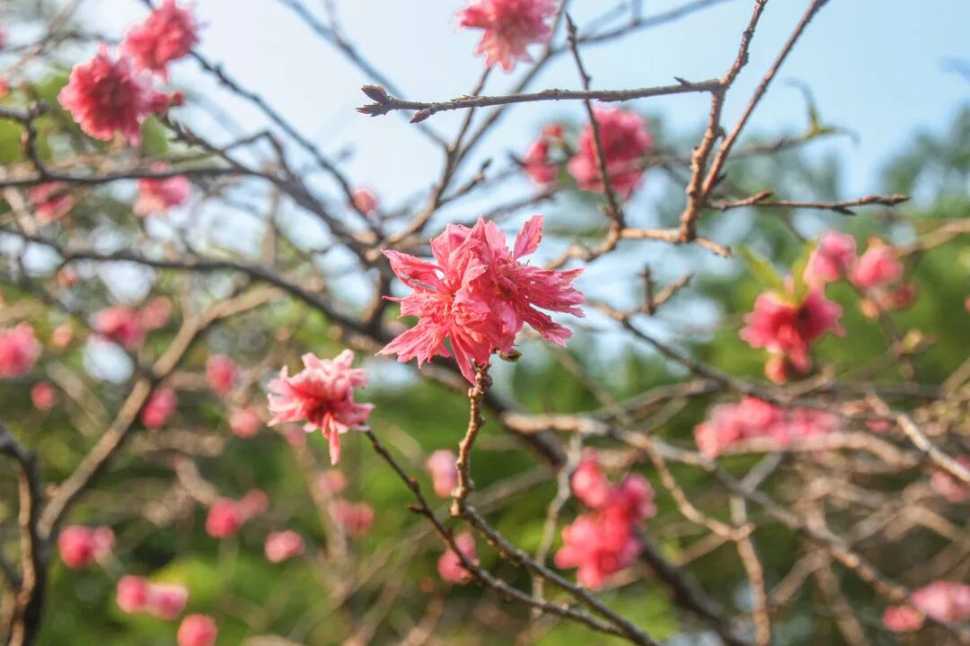 “不愧是花城！广州的花海根本拍不完”